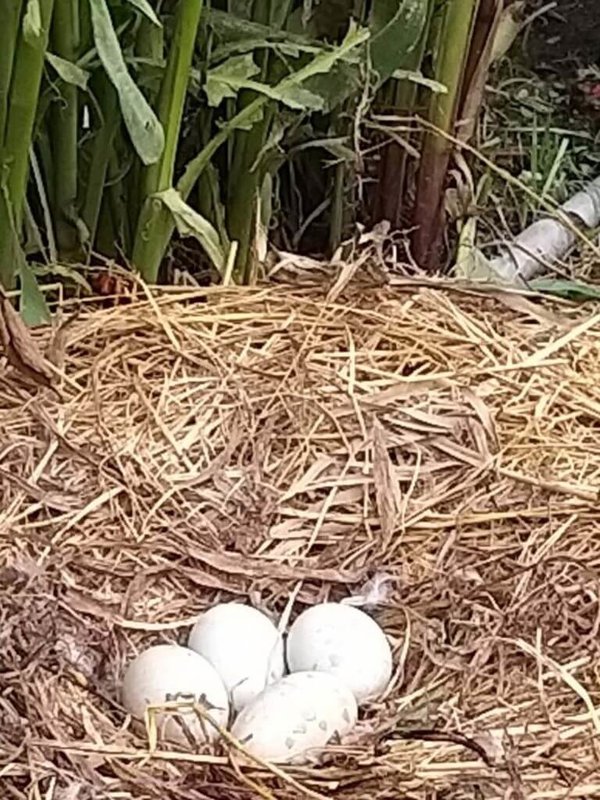 台中市西屯區秋紅谷景觀生態公園的黑天鵝家族，2月成功孵化5隻可愛寶寶後，23日再添喜訊，台中市建設局又發現產下4顆蛋，可望為黑天鵝家族增添新成員。（台中市政府提供）中央社記者郝雪卿傳真  112年5月23日