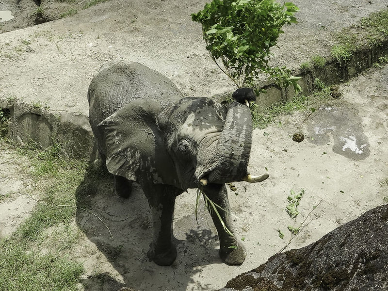 台北市立動物園25日透過新聞稿宣布，6月12日到21日年度檢修，不對外開放，希望遊客多包涵。圖為非洲象。（台北市立動物園提供）中央社 112年5月25日