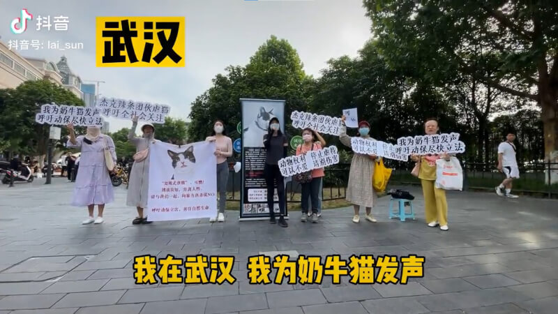 中國一名網紅虐殺貓後引發公憤，多地動保人士上週末串聯發起「我為奶牛貓發聲」運動，呼籲當局推進動物保護法立法。（圖取自twitter.com/whyyoutouzhele）