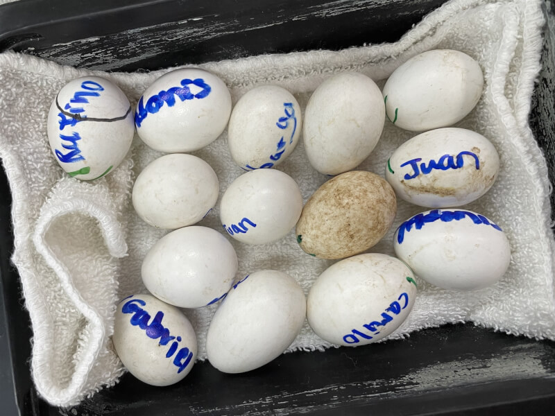 一名台灣男子日前因隨身行李傳出鳥叫聲而遭邁阿密機場人員攔檢，檢查發現他挾帶29顆未經申報的鸚鵡蛋。（圖取自佛羅里達國際大學網頁fiu.edu）