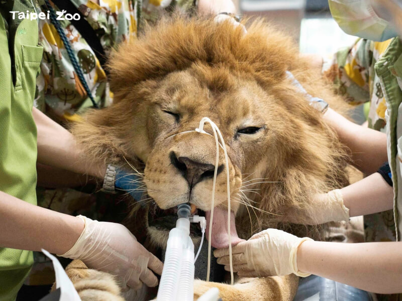 圖為台北市立動物園幫非洲獅進行健康檢查。（圖取自facebook.com/TaipeiZoo）