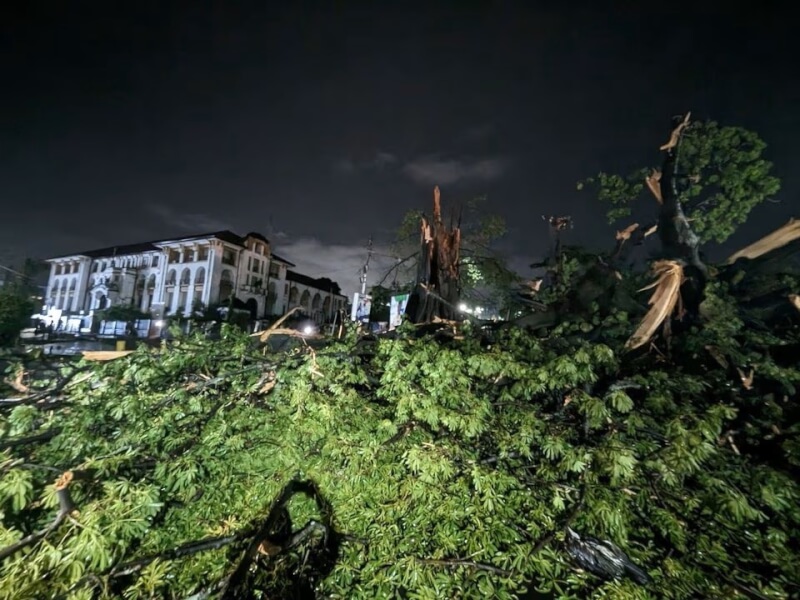 獅子山共和國一顆具有歷史象徵意義的大樹在一場暴風雨中被吹倒。（Visit Sierra Leone via 路透社）