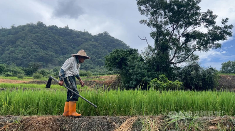 農委會台東區農業改良場27日表示，颱風瑪娃移動路徑尚未明朗，對台東影響不容小覷，可能會有強風、豪雨及焚風發生，呼籲農友做好防颱措施，注意田間排水工作。中央社記者盧太城台東攝  112年5月27日