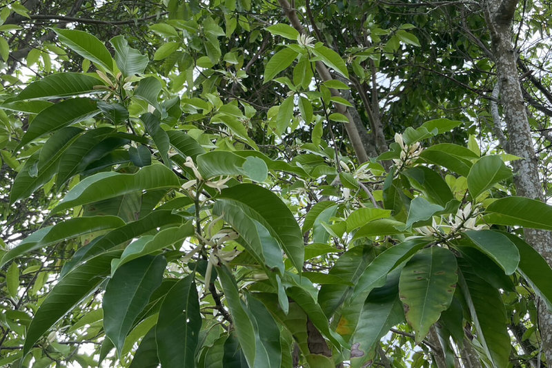 台南山上花園水道博物館園區內玉蘭花綻放，因花朵隱身高大樹叢中，不少遊客是先被香氣吸引，才意外發現玉蘭花蹤跡。（台南市文化局提供）中央社記者楊思瑞台南傳真 112年5月28日