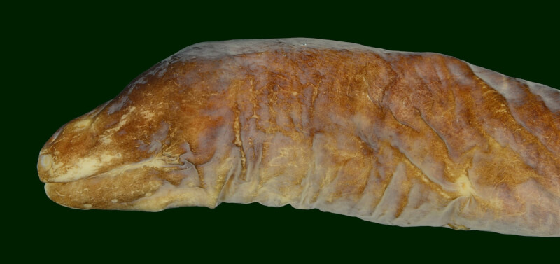 中山大學海洋科學系師生與國際團隊發現新物種「無眼魚」，團隊命名為「豆眼鰭尾鯙」。（圖取自中山大學網頁nsysu.edu.tw）