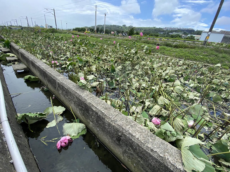 苗栗縣通霄鎮五南里平交道旁荷花田因能拍攝到火車、荷花同框美景而爆紅，但日前卻發生收費爭議，陳姓田主31日已將荷花全數砍除，讓不少民眾大嘆可惜。（民眾提供）中央社記者管瑞平傳真 112年5月31日