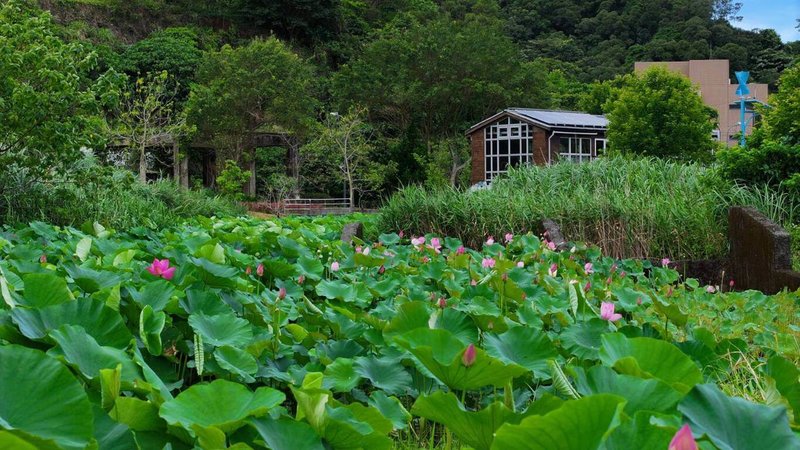 台北市南港區山水綠生態公園近期荷花盛開，環保局1日表示，民眾可趁好天氣前往踏青。（環保局提供）中央社記者劉建邦傳真  112年6月1日