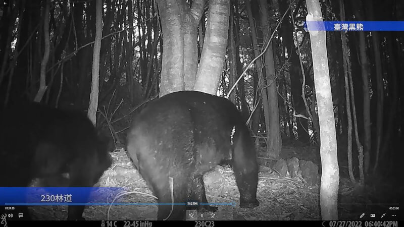 雪霸國家公園管理處3日舉辦保育研究成果發表會，研究團隊分享以紅外線自動照相機捕捉到的台灣黑熊母子散步畫面。（雪管處提供）中央社記者魯鋼駿傳真 112年6月3日