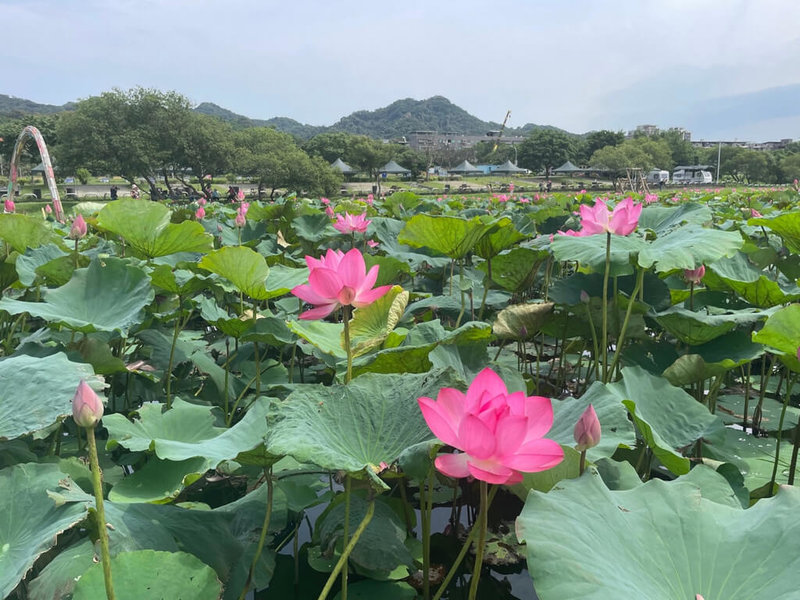 新北市樹林區山佳荷花池位於樹林河濱公園露營區旁，大片池塘上的荷花令人心曠神怡。（新北市景觀處提供）中央社記者王鴻國傳真  112年6月4日