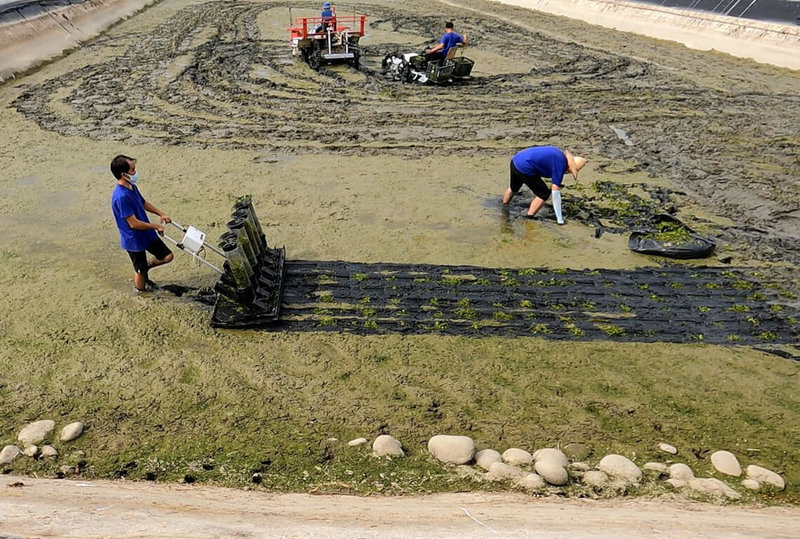 國立中山大學5日發布新聞稿指出,機械與機電工程學系副教授林韋至率團隊研發打造省力機具,並在水蓮池示範使用人工種植、電動種植機兩者對照的種植情形。(國立中山大學提供)中央社記者林巧璉傳真 112年6月5日