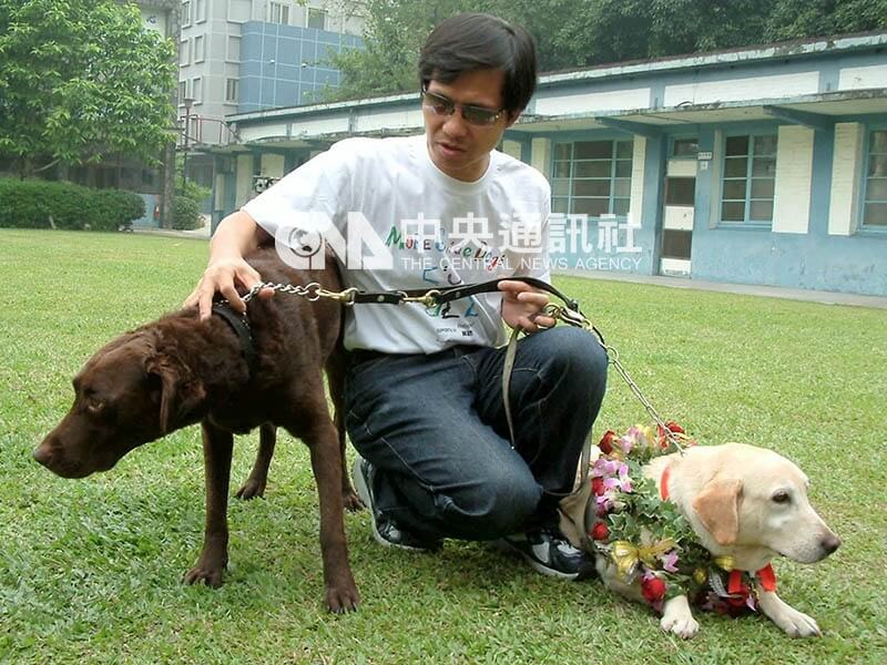 台灣首隻導盲犬雅琪（右）退休後，由雅娜（左）接任服務主人柯明期。（中央社檔案照片）