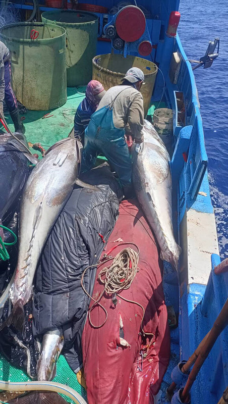 台東新港漁港近日黑鮪魚大豐收,在蘭嶼東方海域捕70多尾,創漁港歷史紀錄,其中,船長鄭正愛一艘船就收獲24尾。(民眾提供)中央社記者李先鳳傳真 112年6月6日