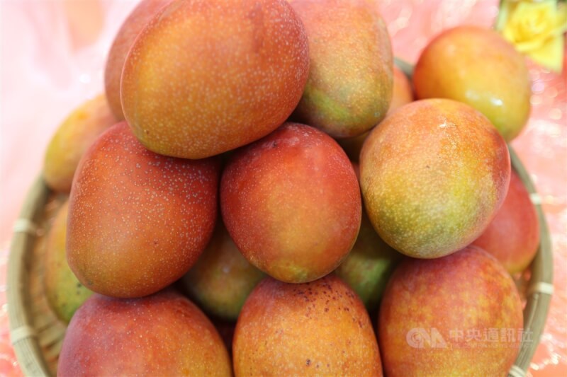 中國國台辦發言人朱鳳蓮21日表示，今年以來大陸海關從台灣輸入的芒果中，截獲檢疫性有害生物大洋臀紋粉蚧。（中央社檔案照片）
