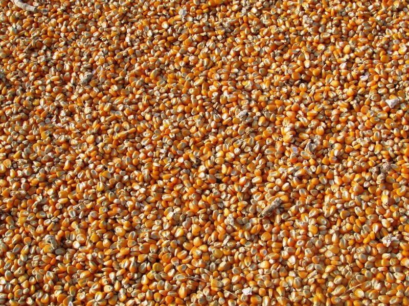在「飯碗牢牢端在自己手上」的方針下，中國今年春季大規模取消了糧食進口訂單，其中包括原訂4月下旬至5月中旬進口的110萬噸美國玉米。（圖取自Pixabay圖庫）