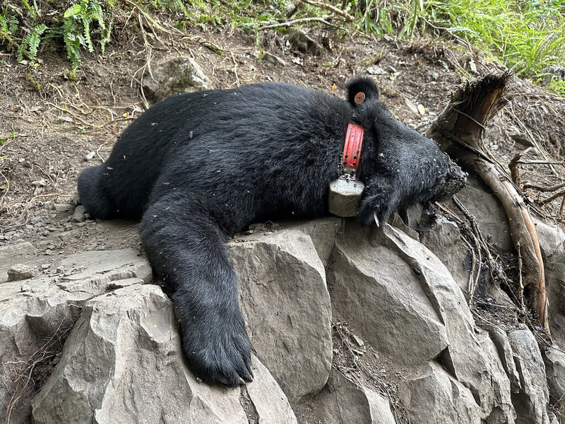 東勢林區管理處日前接獲研究捕捉繫放台灣黑熊死訊，3日上午在橫流溪旁山域尋獲黑熊屍體，經X光及斷層掃描等檢驗，初步判定除左前肢有套索纏繞痕跡外，無槍傷或其他明顯外傷，解剖結果顯示黑熊受困陷阱時間不長，但有嚴重脫水現象，推測死因與脫水有關。（東勢林管處提供）中央社記者趙麗妍傳真 112年6月8日