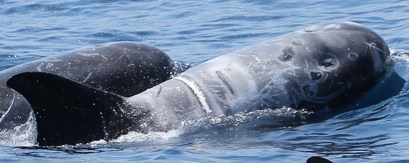 黑潮海洋文教基金會長期監測海洋生態，透過鯨豚照片分析花蓮海域50隻花紋海豚體表傷疤，發現有38%可能跟漁業、船舶或海洋廢棄物有關。圖為身上有疑似受到繩索纏繞痕跡的花紋海豚。（黑潮海洋文教基金會提供）中央社記者張祈傳真  112年6月8日