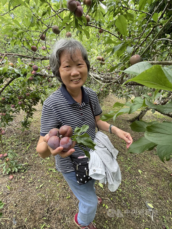 陳姓婦人近日與女兒到嘉義縣阿里山鄉豐山村採李子,她說,這裡的李子果園採有機種植,一邊採果還能一邊吃,紅肉李口感較脆、黃肉李口感較軟,都香甜可口。中央社記者蔡智明攝 112年6月8日