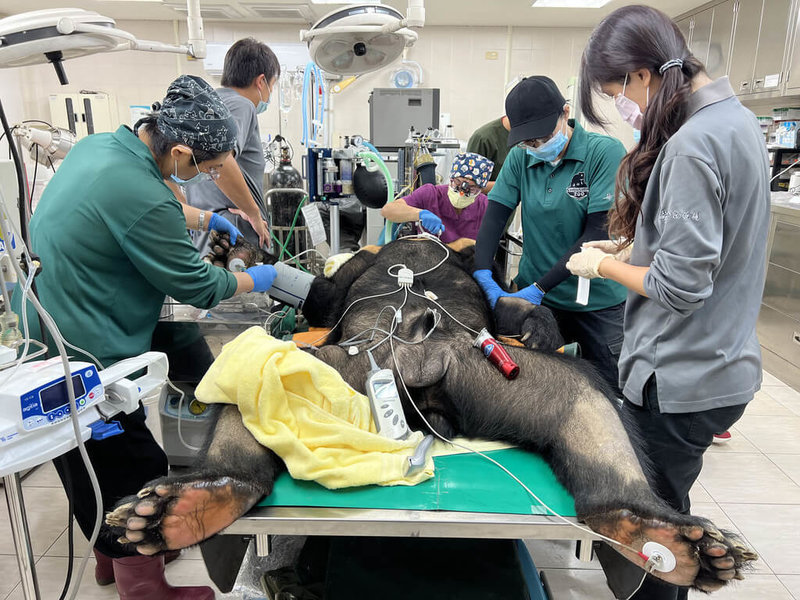 高雄市觀光局指出，壽山動物園內現年19歲的台灣黑熊「波比」因上犬齒斷裂，在園區獸醫師與高雄中興動物醫院醫師團隊合力下完成醫療處置，戴上專屬銀色牙套，讓「波比」擁有更好的口腔環境，食物營養不再漏接。（高雄市觀光局提供）中央社記者洪學廣傳真  112年6月10日