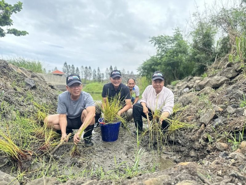 澎湖縣湖西鄉長陳振中（右）、台電尖山發電廠長歐致誠（左）等人，12日在湖西埤塘生態園區濕地進行荸薺復育工作。（湖西鄉公所提供）中央社  112年6月12日