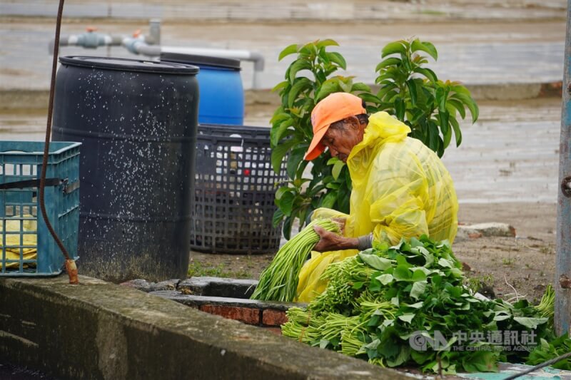 中央氣象局預報，未來一週天氣不穩定，易有短延時強降雨。12日午後高雄市梓官區有菜農趁天氣好轉時採收農作物，盼能賣得好價錢減少損失。中央社記者董俊志攝 112年6月12日