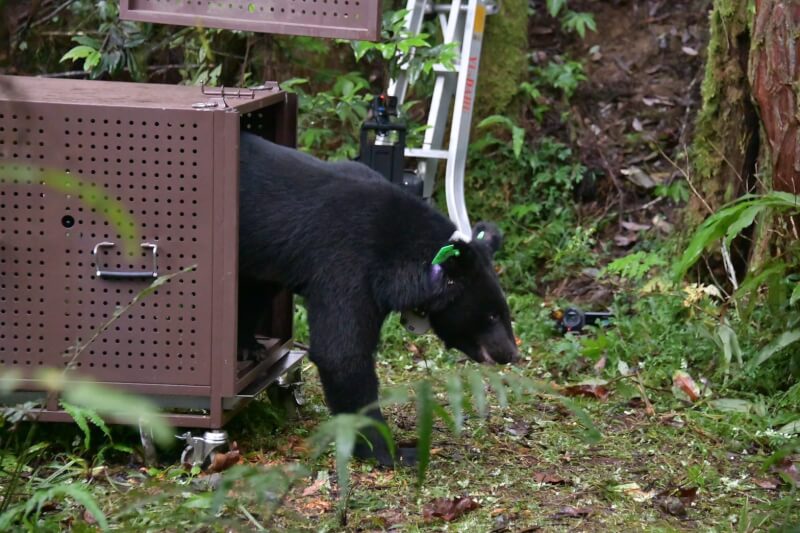 受困套索的雄性台灣黑熊經1個多月照養，部落取名為Lizuk Dumaz，12日野放並以衛星訊號追蹤。（圖取自facebook.com/hualien.forest.gov.tw）