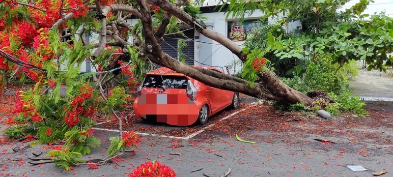 受滯留鋒面影響，屏東從12日起雨勢沒停歇，累計至13日上午10時，全台雨量最多在春日鄉及牡丹鄉；圖為枋寮鄉1棵鳳凰木傾倒，壓到在停車格內的車輛。（枋寮分局提供）中央社記者李卉婷傳真  112年6月13日