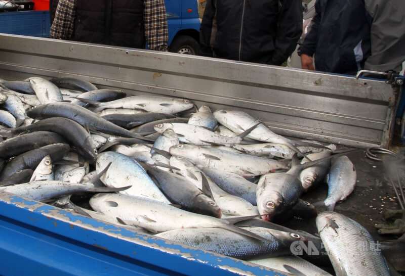 漁業署13日表示，由於今年5月虱目魚價為近3年同期新高，吸引漁民養殖，預估下半年就會回穩。（中央社檔案照片）