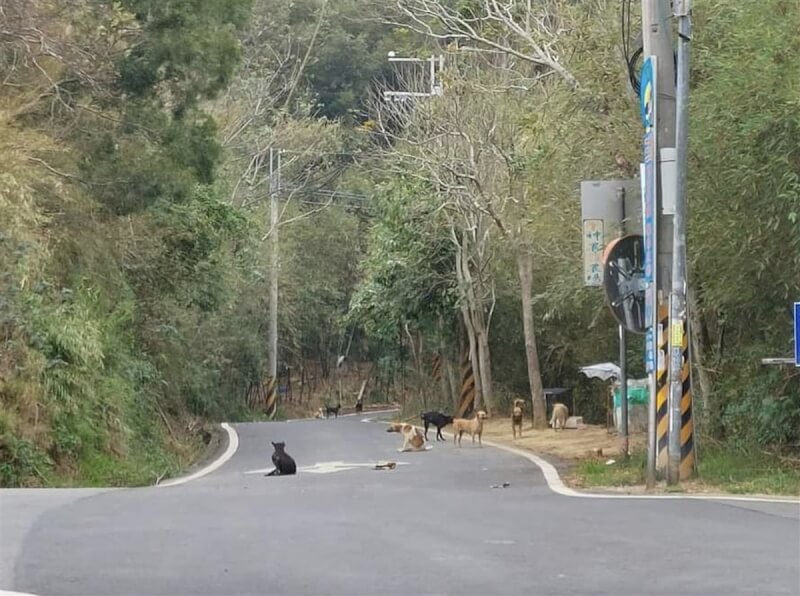 圖為苗栗永和山水庫周邊的遊蕩犬。（苗栗縣動物保護防疫所提供）