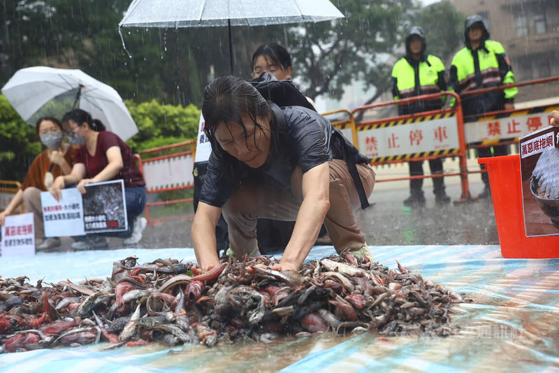 台灣動物社會研究會16日在行政院前，傾倒已死亡的各種魚類，呼籲漁業署應加嚴「拖網漁業」管理。中央社記者游凱翔攝  112年6月16日