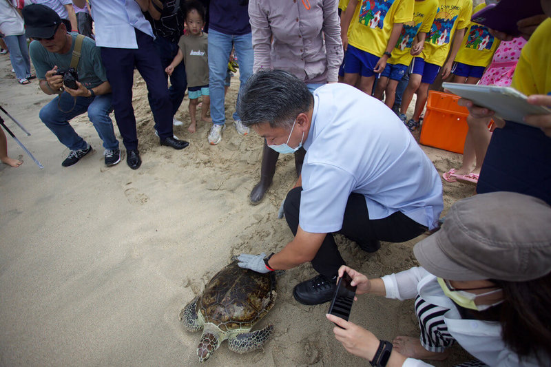 海洋委員會海洋保育署、澎湖縣政府和澎湖海洋生物研究中心16日攜手野放傷癒復原的4隻海龜，包含3隻綠蠵龜及1隻玳瑁，助牠們順利回歸大海。（海委會提供）中央社記者蔡孟妤傳真  112年6月16日