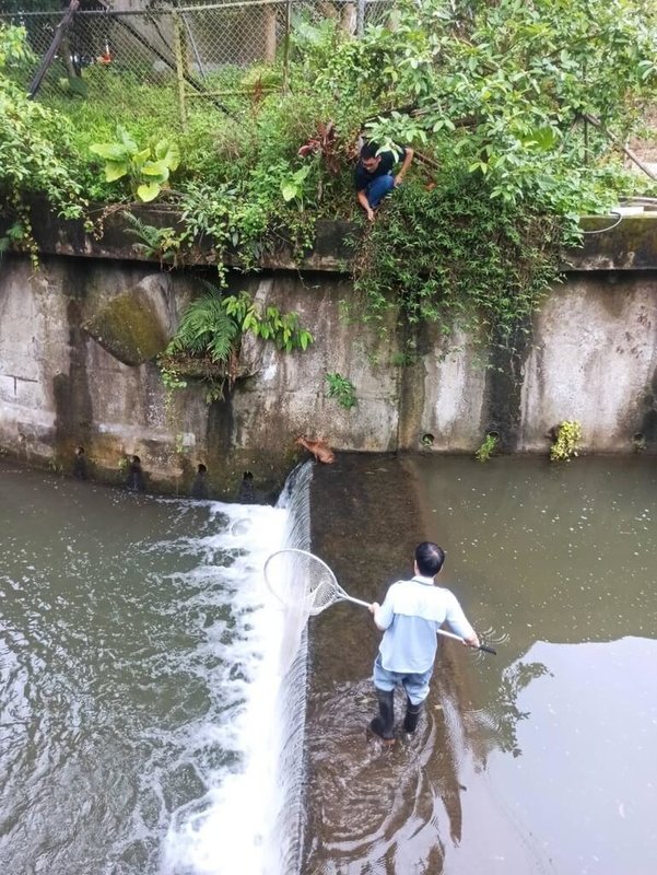 台北市南港區山豬窟溪日前有山羌受困溪流，動保處獲報後立即派員到場救援，合力協助山羌脫困，並就近於旁邊山林尋找安全地點野放。（台北市動保處提供）中央社記者黃麗芸傳真 112年6月18日