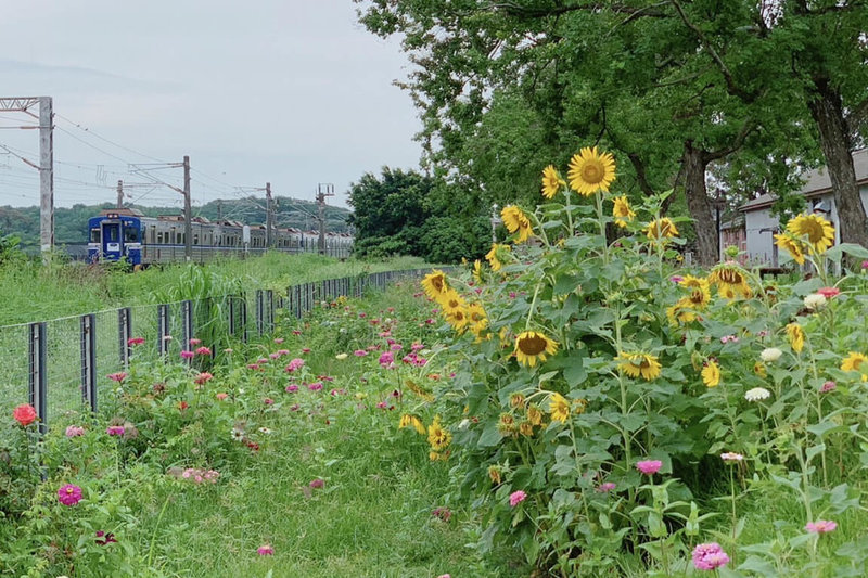 台南市隆田文資教育園區在賞火車最佳地點種出花海走道，打造成配合火車經過時拍照打卡景點。（台南市文化局提供）中央社記者楊思瑞台南傳真  112年6月20日