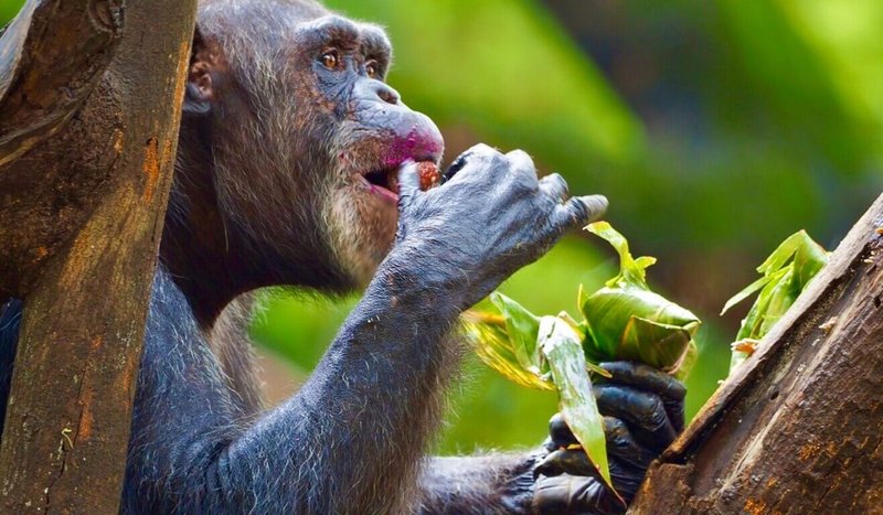 端午節將至，高雄壽山動物園為動物們設計節氣應景食品，除準備冰品，也以榴槤入菜製成蔬果粽子給動物們食用。（高雄市觀光局提供）中央社記者蔡孟妤傳真  112年6月21日