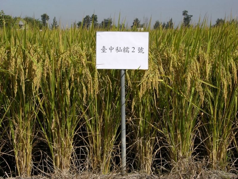 台中區農業改良場表示，國內用於包粽子的唯一長糯優良水稻推廣品種為「台中秈糯2號」，高產、碾米品質佳，病蟲害抗性優，製成的米食黏彈又香，進口糯米難匹敵。（台中區農改場提供）中央社記者楊淑閔傳真  112年6月22日