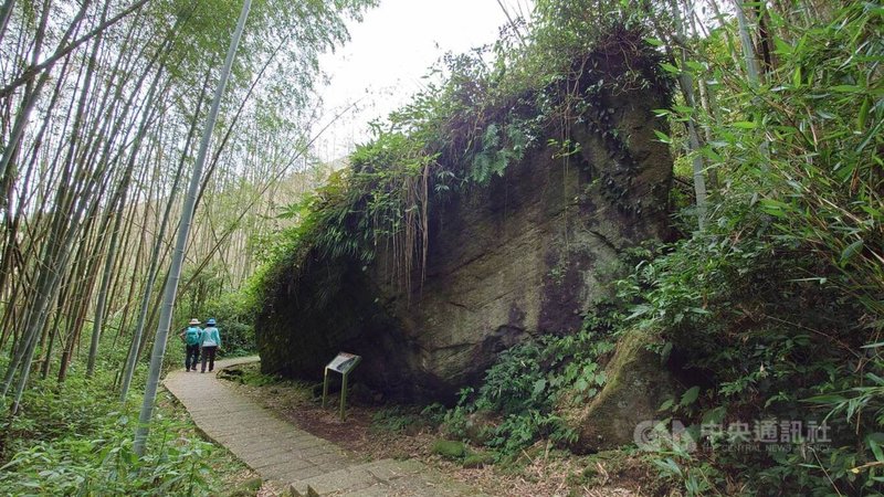 嘉義縣文觀局27日說，阿里山樂野村的「鐵達尼石」位在頂湖步道，巨石像即將沉沒的輪船，是大自然鬼斧神工。中央社記者蔡智明攝  112年6月27日