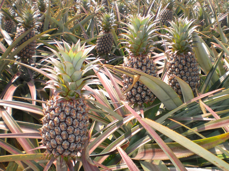 南投縣鳳梨種植面積逾1100公頃，豐產期6月至8月，為穩定產銷並促進地產地消，農糧署中區分署、南投縣政府輔導產地公所及農會辦理系列行銷活動，民眾可在暑假期間走訪南投品嚐當季美味鳳梨。圖為鳳梨田。（農糧署提供）中央社記者蕭博陽南投縣傳真  112年6月29日