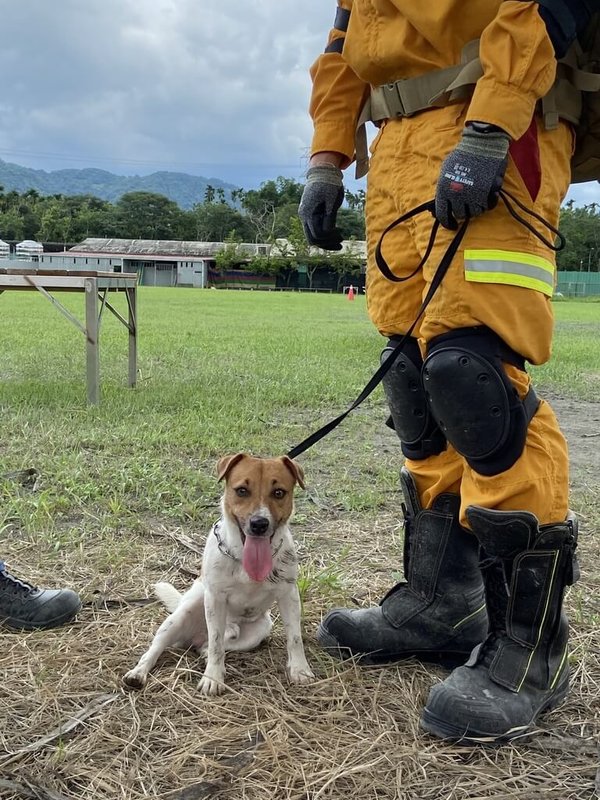 「全國災害搜救犬IRO國際評量檢測」2日順利落幕，消防署指出，這次共有日本、國內消防及民間單位總計28隊報名參與，最終8隊通過A、B級評量認證，通過犬隻將可成為正式搜救犬。圖為參賽犬隻之一。（消防署提供）中央社記者黃麗芸傳真 112年7月2日