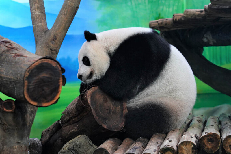 台北市立動物園表示，大貓熊「圓仔」6日滿10歲，園方將舉辦慶生活動，不過「圓仔」這段時間恰逢假孕期，大部分時間都懶洋洋的。（台北市立動物園提供）中央社記者陳昱婷傳真  112年7月4日
