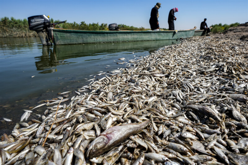 伊拉克東南部3日有上萬條死魚被沖上岸，當局已經展開調查。（法新社）