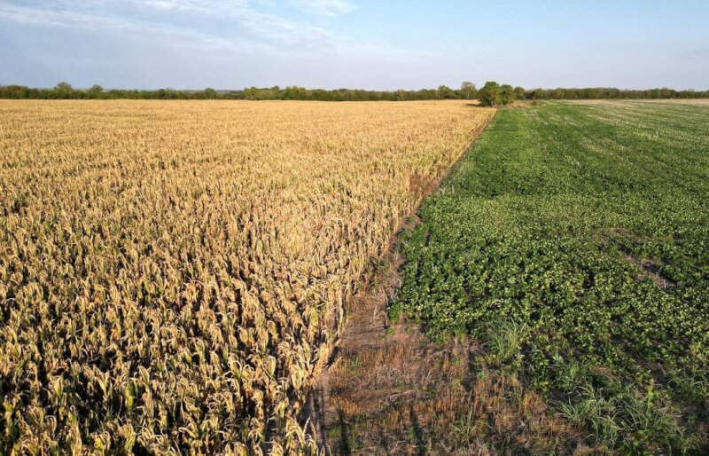 圖為阿根廷逢60年最嚴重乾旱，田中玉米和棉花都因天氣枯萎、曬乾。（路透社）