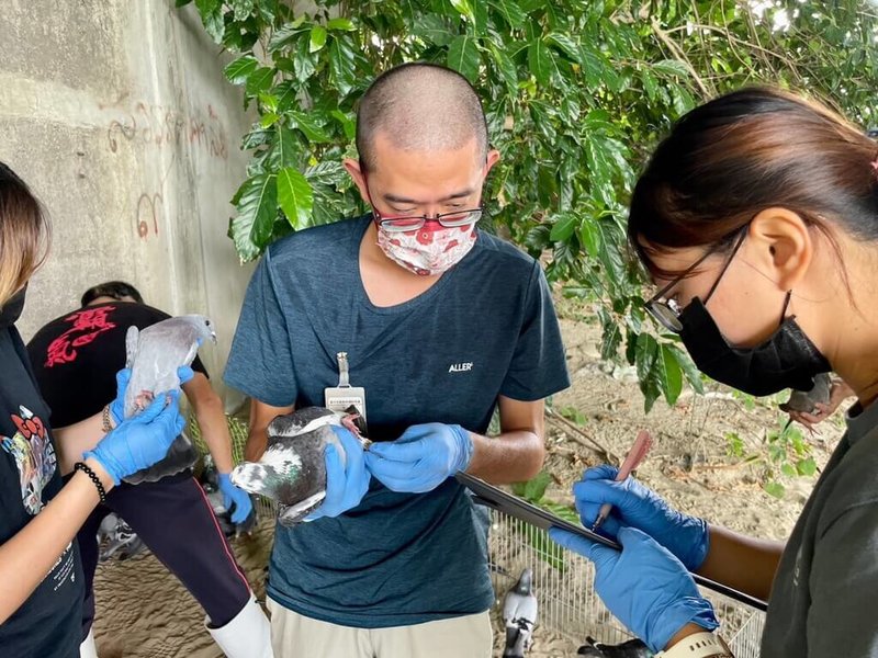 台中市大里區內新橋下日前被發現有34隻鴿子遭剪羽、斷腳後遺棄，警方循線找到涉案詹姓男子，詹男供稱是因無處餵養，所以才放置河堤下方空地；為避免鴿子亂飛才會剪羽。警方表示，因詹男剪羽行為已觸犯動保法，將函送檢方偵辦。圖為台中動保處人員到場了解鴿子狀況。（台中市議員江和樹提供）中央社記者趙麗妍傳真  112年7月8日