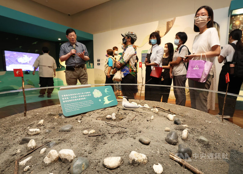 國立台灣博物館推出「漂鳥集-台灣候鳥展」,呈現各類候鳥標本,同時傳遞、推廣當代鳥類生態相關保育課題,圖為導覽人員10日在館內解說小燕鷗繁殖區生態。中央社記者趙世勳攝 112年7月10日