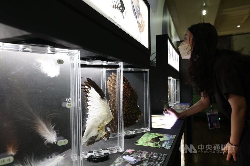 「漂鳥集-台灣候鳥展」11日起將正式開展,10日下午在國立台灣博物館舉行開幕式,除展出許多鳥類標本,也盼透過展覽帶領民眾認識鳥類羽毛結構等相關知識。中央社記者趙世勳攝 112年7月10日