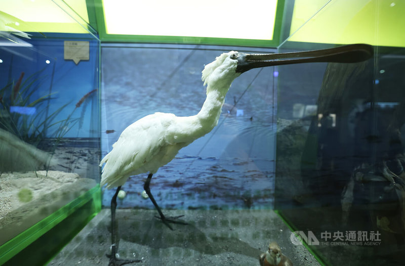 「漂鳥集-台灣候鳥展」10日下午在國立台灣博物館舉行開幕典禮,館內展出大眾熟知的「黑面琵鷺」標本,希望藉由展覽傳遞、推廣當代鳥類生態相關保育議題。中央社記者趙世勳攝 112年7月10日