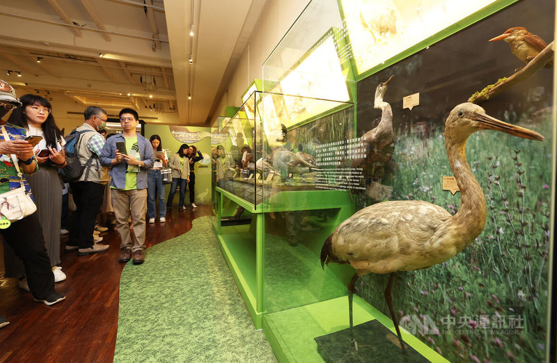 「漂鳥集-台灣候鳥展」11日起在國立台灣博物館正式開展,10日舉辦開幕活動,搶先曝光「丹頂鶴」候鳥標本,吸引目光。中央社記者趙世勳攝 112年7月10日