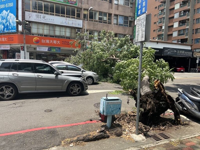 台中市南屯區向上路一段大新國小圍牆外行道樹11日中午倒塌，剛好路過的4輛車閃避不及被砸到，造成車輛受損。（民眾提供）中央社記者郝雪卿傳真  112年7月11日