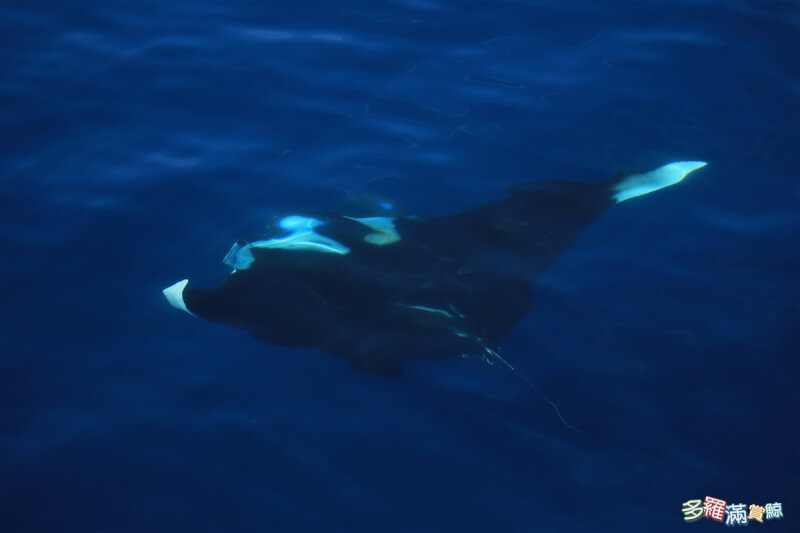 花蓮賞鯨船隊近期出海觀察鯨豚時，發現一隻重達500、600斤的鬼蝠魟，鬼蝠魟俗稱魔鬼魚，是世界最大的魚類之一。（多羅滿賞鯨公司提供）中央社記者李先鳳傳真 112年7月11日