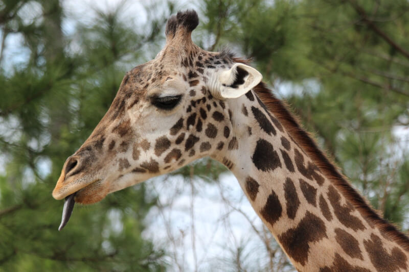 德州東部一處動物園一隻名為「特維加」的長頸鹿8日以31歲「高齡」逝世。（圖取自facebook.com/ellentroutzoo）