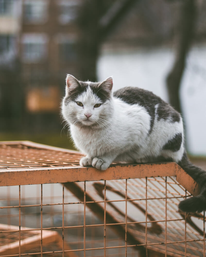 世界衛生組織17日表示，波蘭是第一個通報在大範圍內出現多起貓隻感染禽流感案例的國家。（示意圖／圖取自Unsplash圖庫）