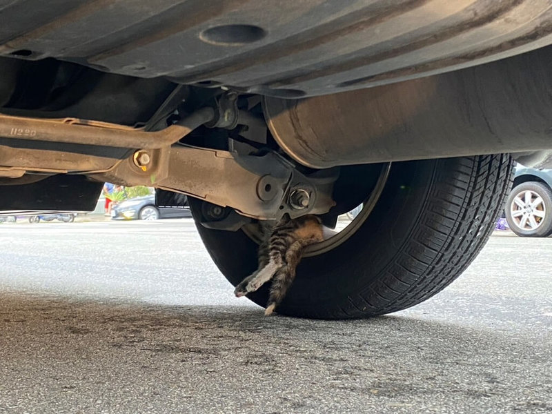 台中市潭子區19日有一輛自小客車停在道路快車道上，警方獲報到場了解，原來是有隻小貓受驚後躲進車後輪輪框內，讓車主不敢隨意移動。（民眾提供）中央社記者趙麗妍傳真  112年7月19日